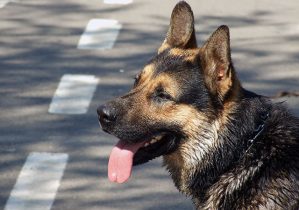 arreter chien de chasser voitures