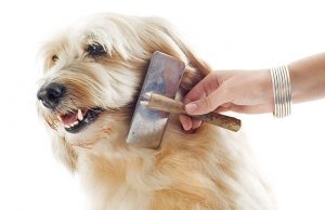 brosse pour chien