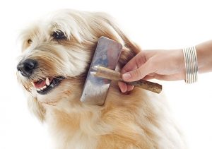 brosse pour chien