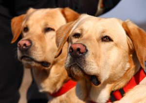 regles dressage laisse pour chien